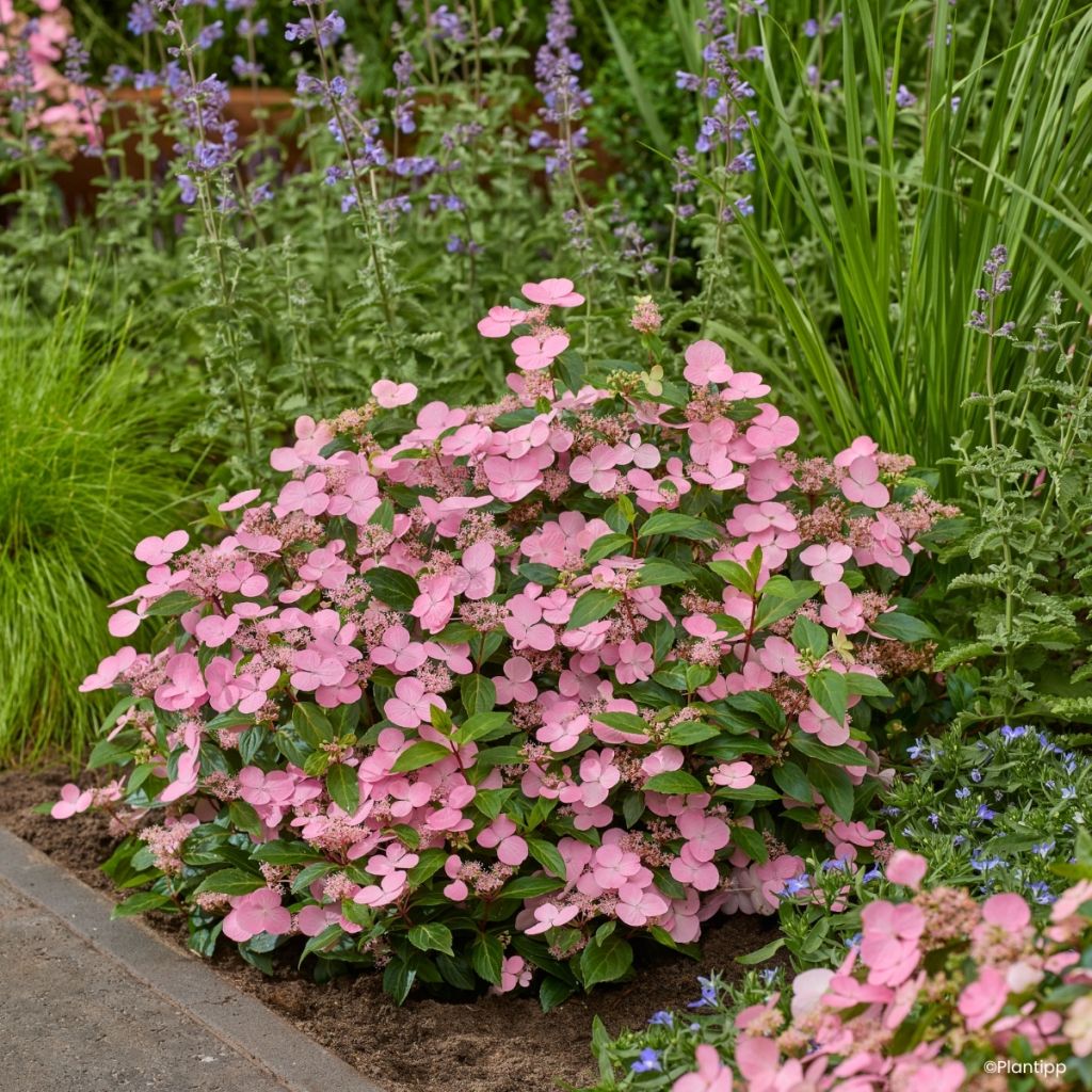 Hydrangea scandens First Love®