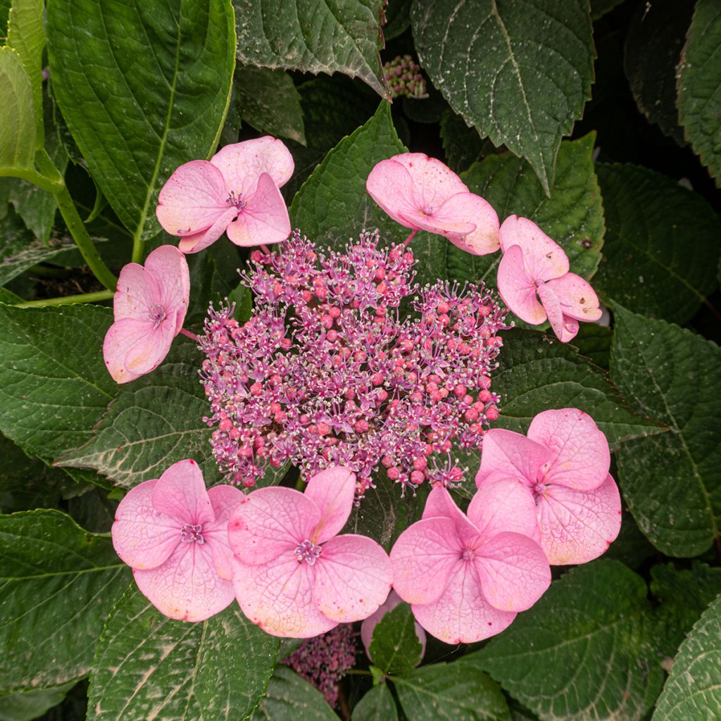 Hydrangea serrata Avelroz - Mountain Hydrangea