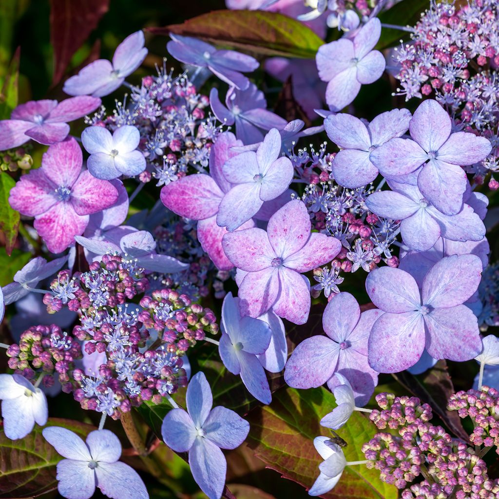 Hydrangea serrata Tiara - Mountain Hydrangea