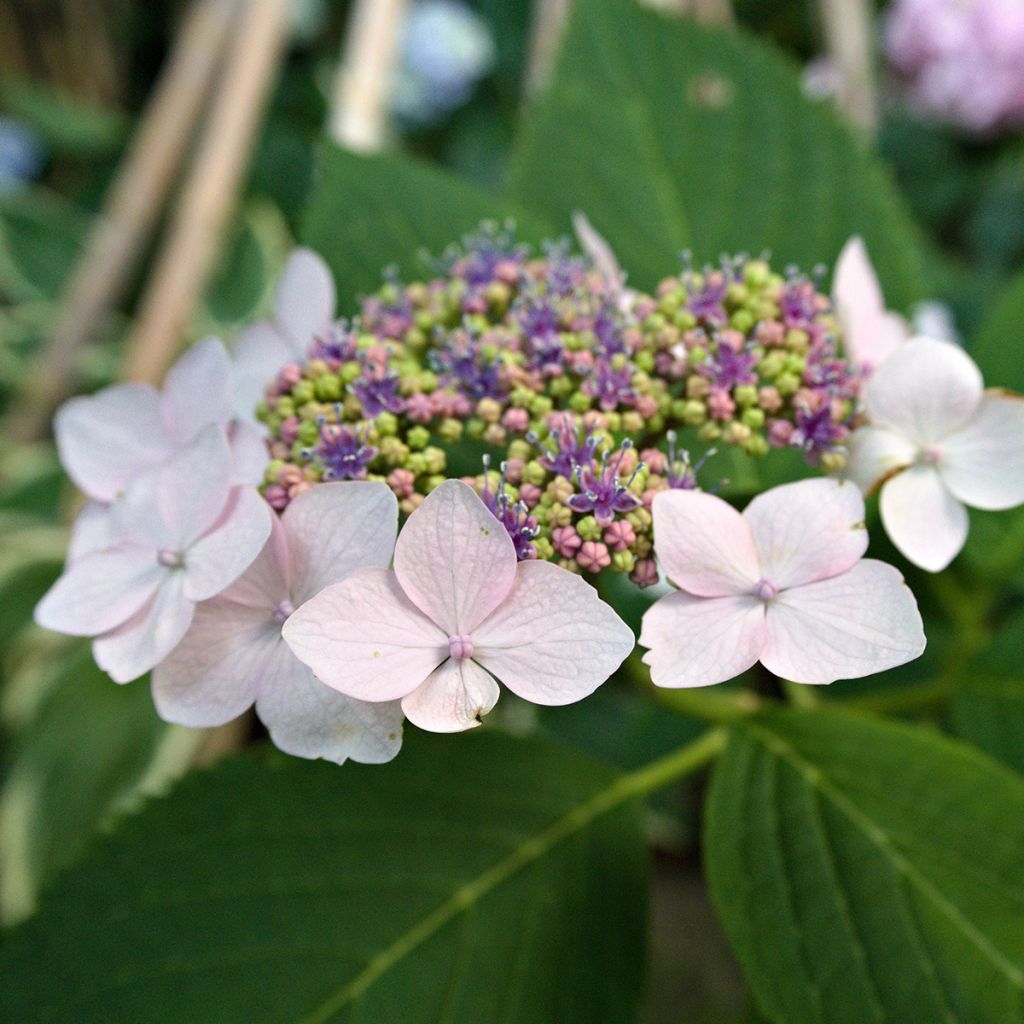 Hydrangea serrata Princesse Eugénie - Mountain Hydrangea