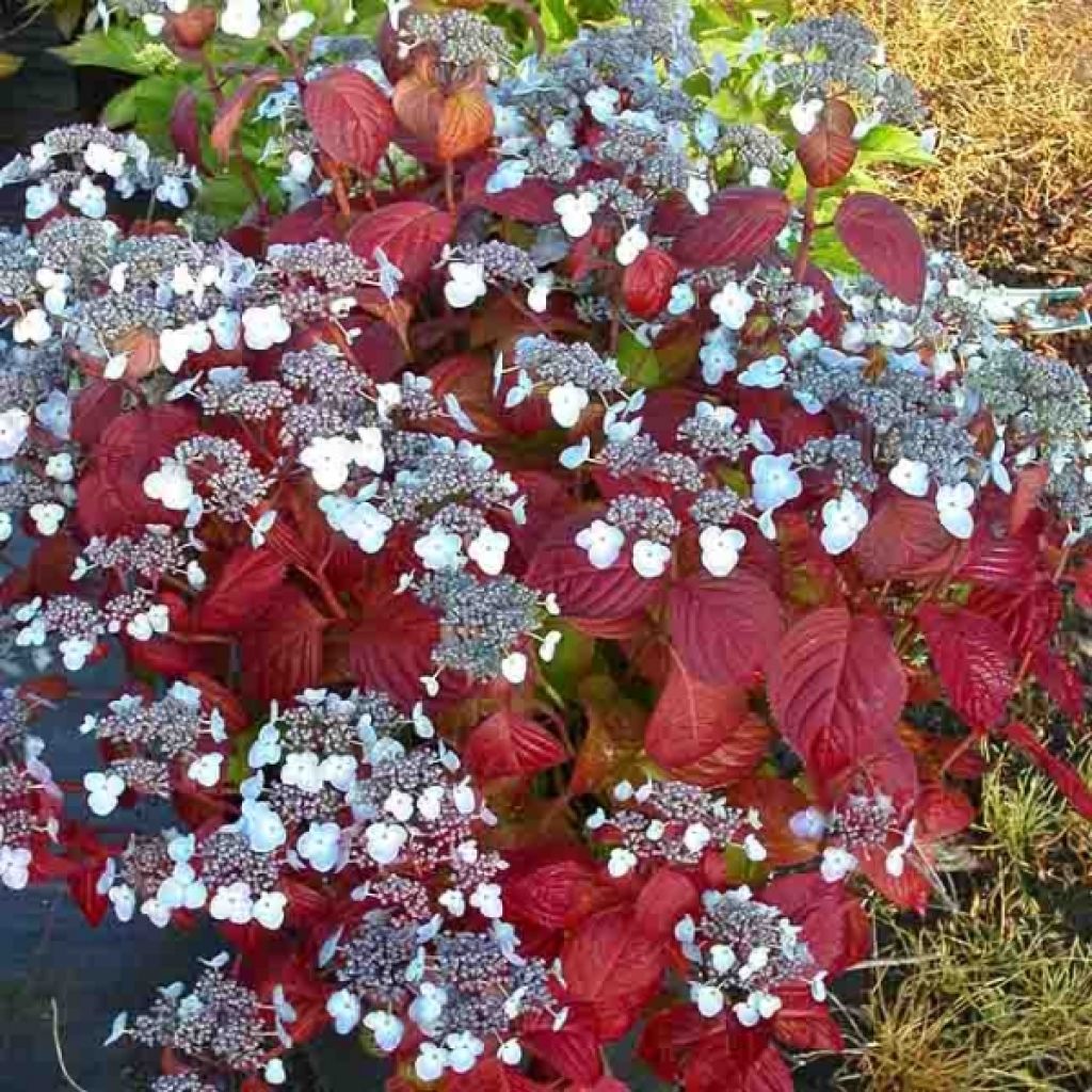 Hydrangea serrata Shôjo - Mountain Hydrangea