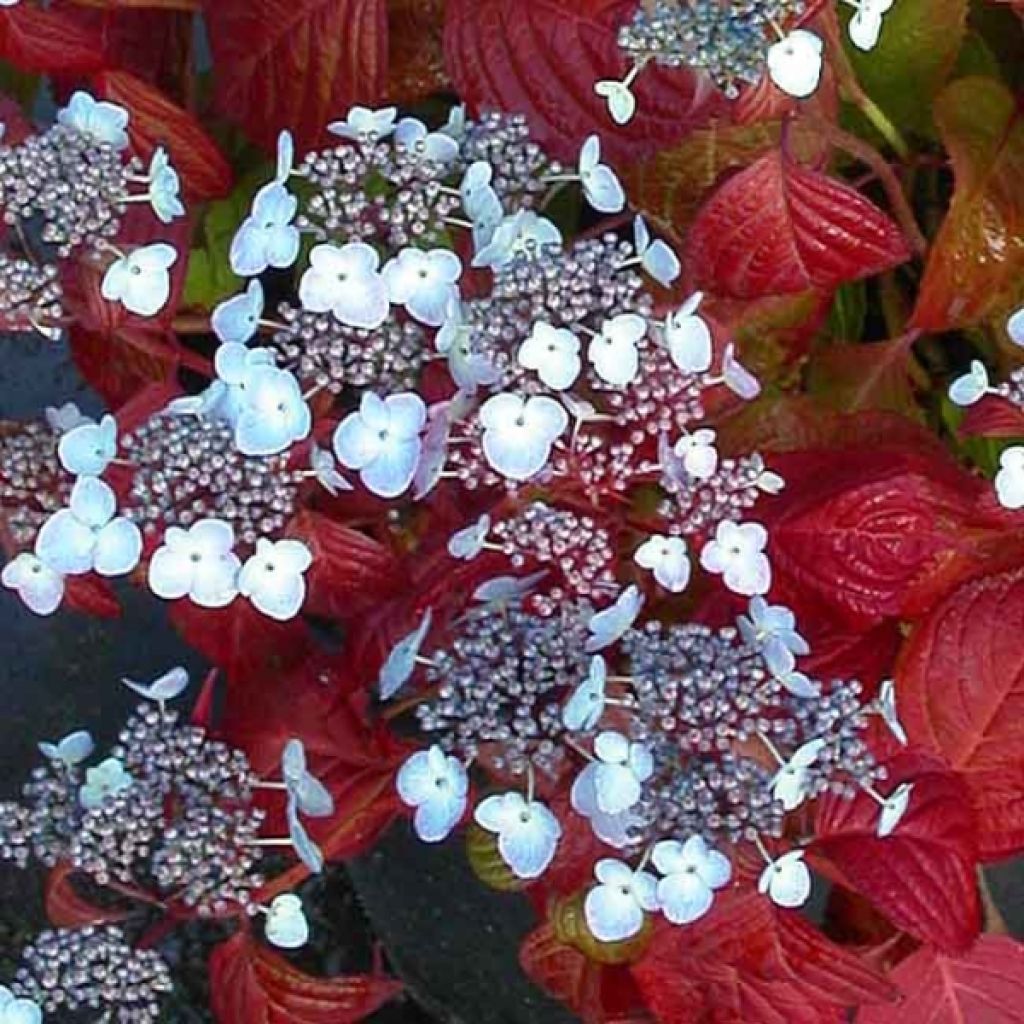 Hydrangea serrata Shôjo - Mountain Hydrangea