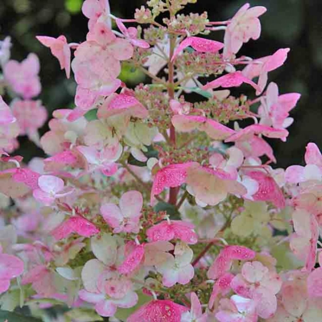 Hydrangea paniculata Wims Red