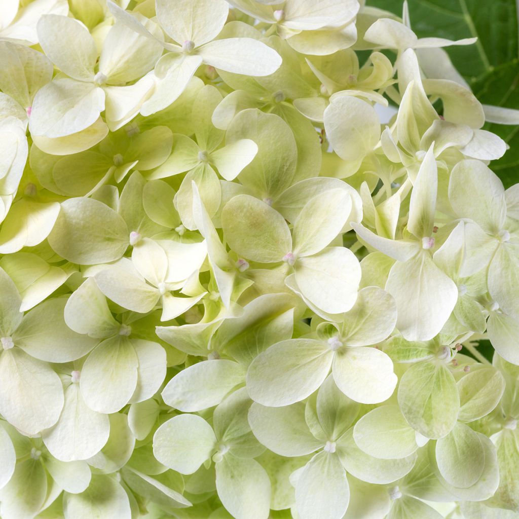 Hydrangea arborescens BellaRagazza Limetta