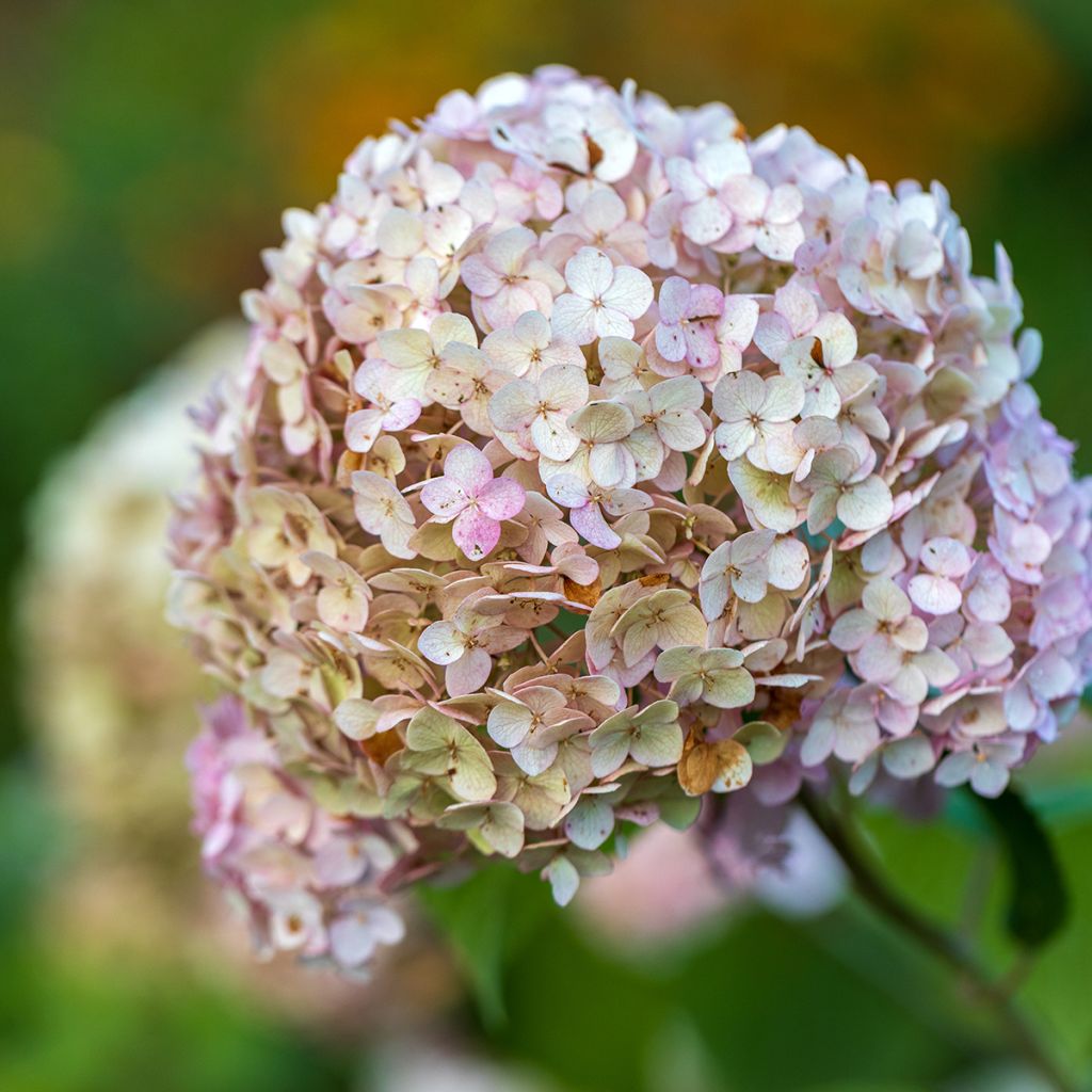 Hydrangea arborescens Candybelle Bubblegum