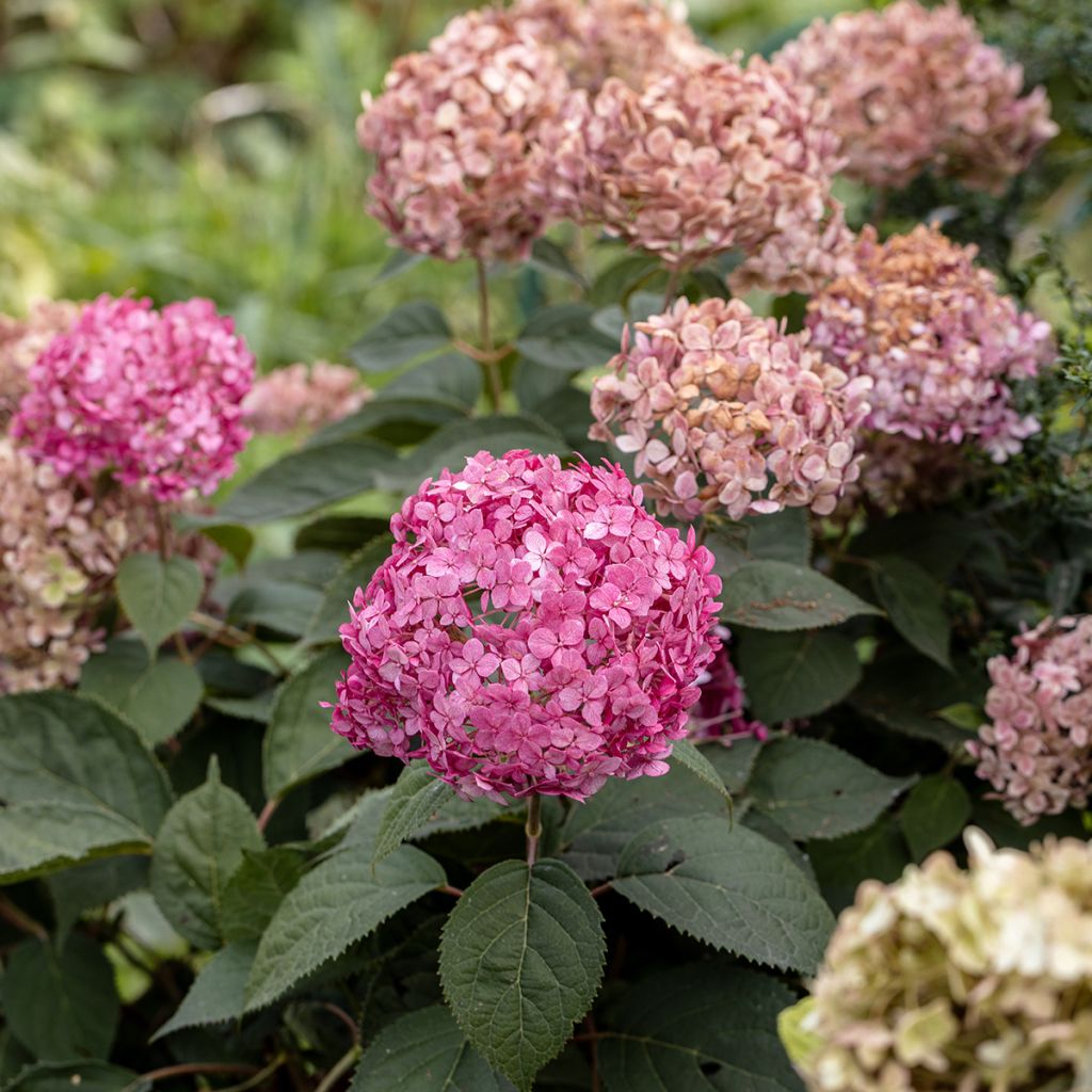 Hydrangea arborescens Candybelle Bubblegum