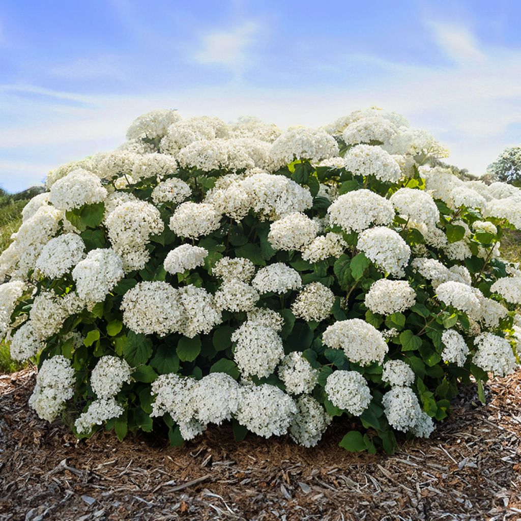 Hydrangea arborescens FlowerWOW