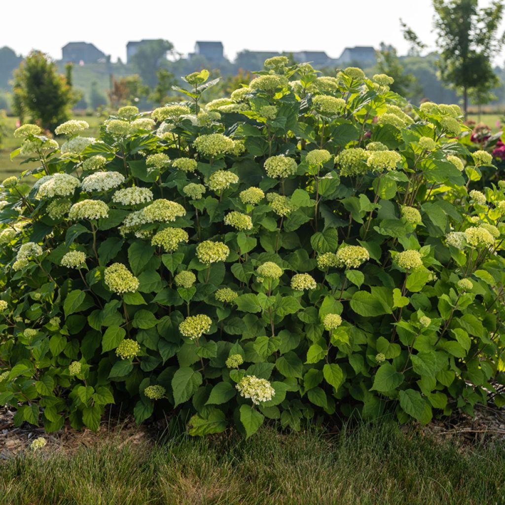 Hydrangea arborescens FlowerWOW