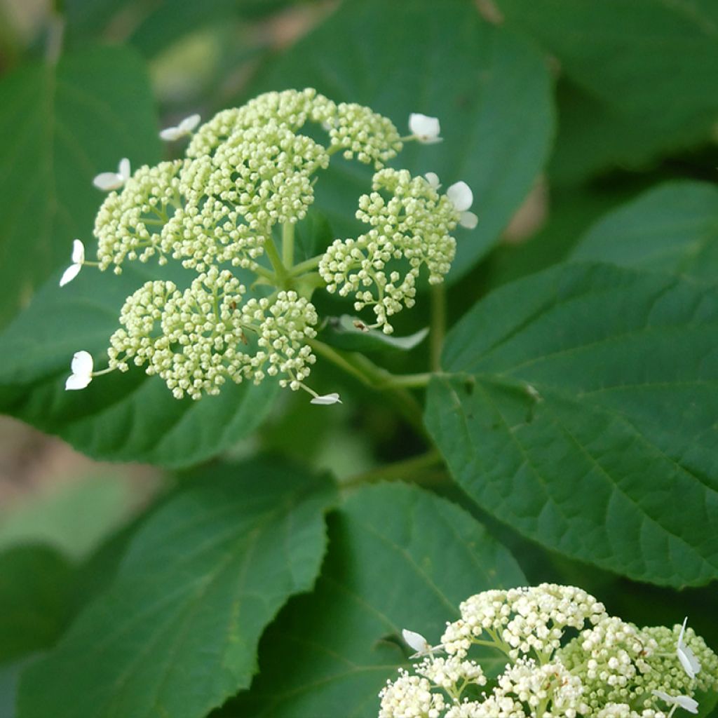 Hydrangea arborescens Hills of Snow