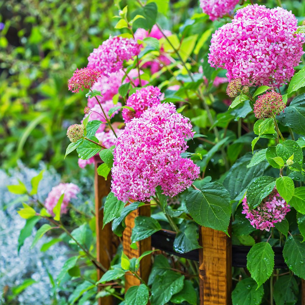Hydrangea arborescens Pink Annabelle - Invicibelle