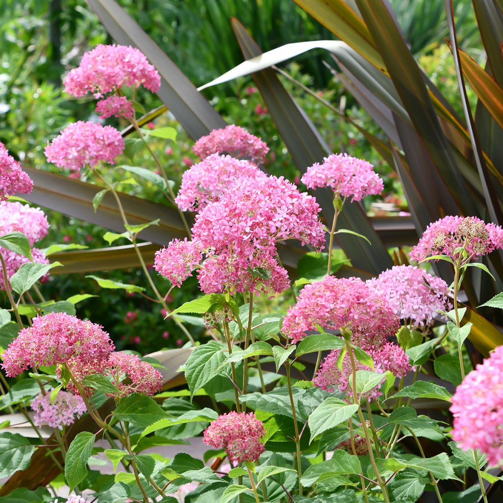 Hydrangea arborescens Pink Annabelle - Invicibelle