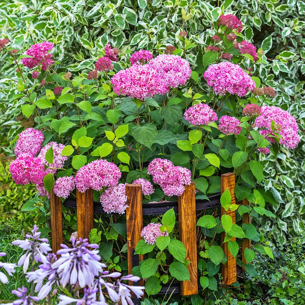 Hydrangea arborescens Pink Annabelle - Invicibelle