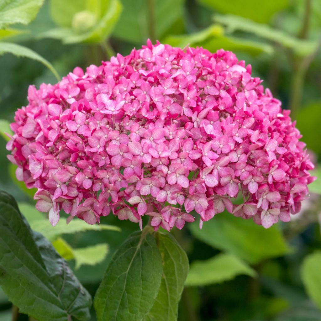 Hydrangea arborescens Ruby Annabelle