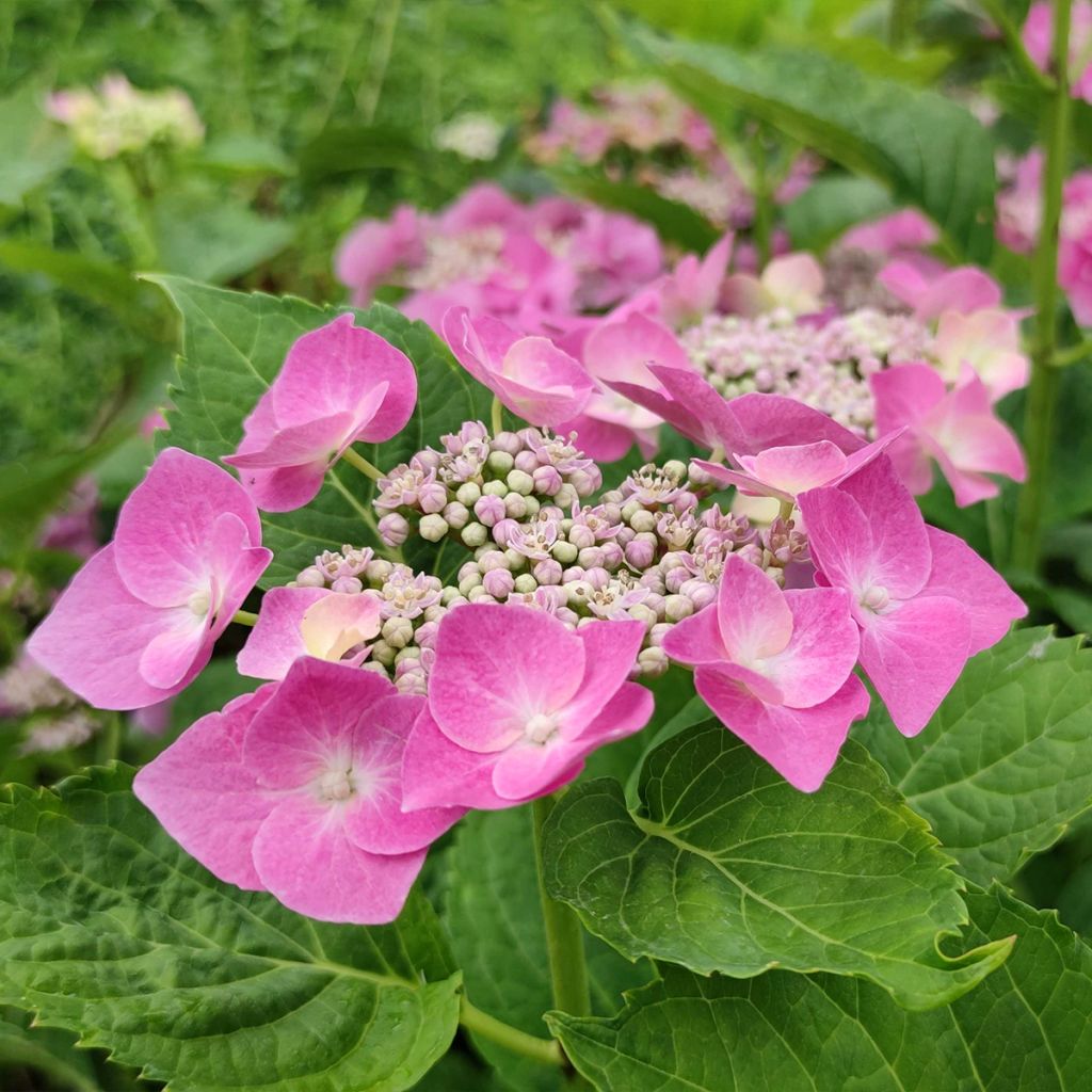 Hydrangea macrophylla Blaumeise