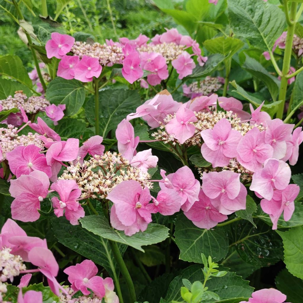 Hydrangea macrophylla Blaumeise