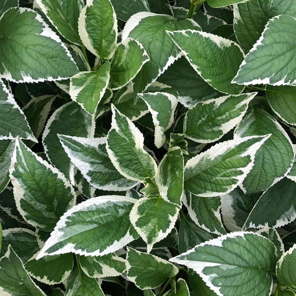 Hydrangea macrophylla LightoDay