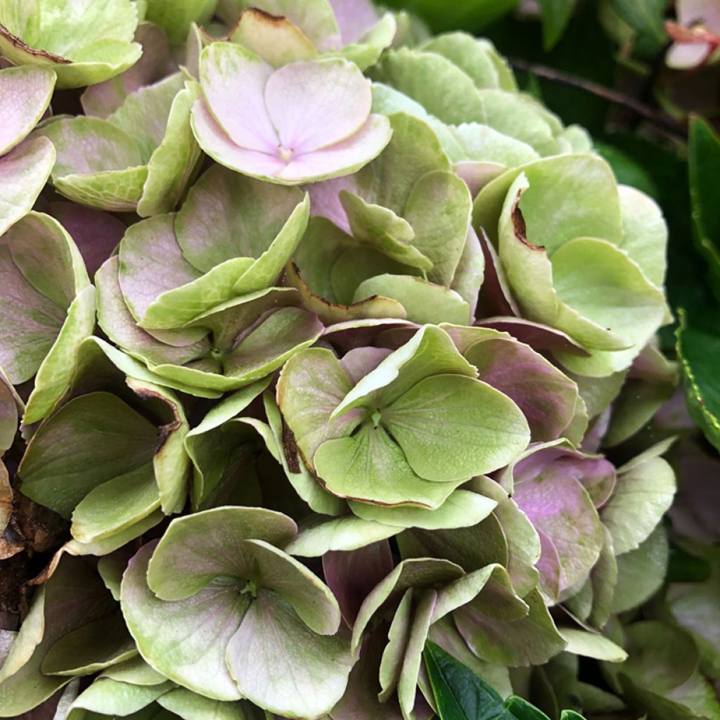 Hydrangea macrophylla Xian
