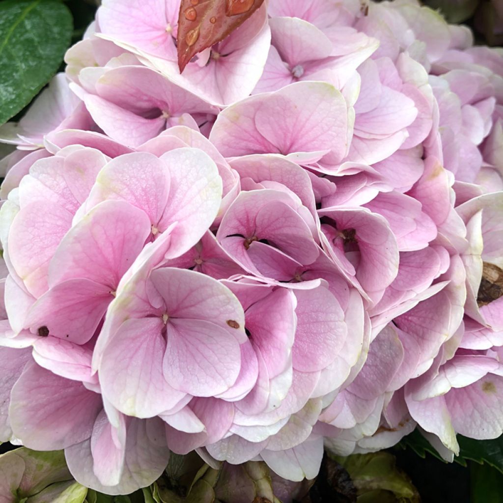 Hydrangea macrophylla Xian