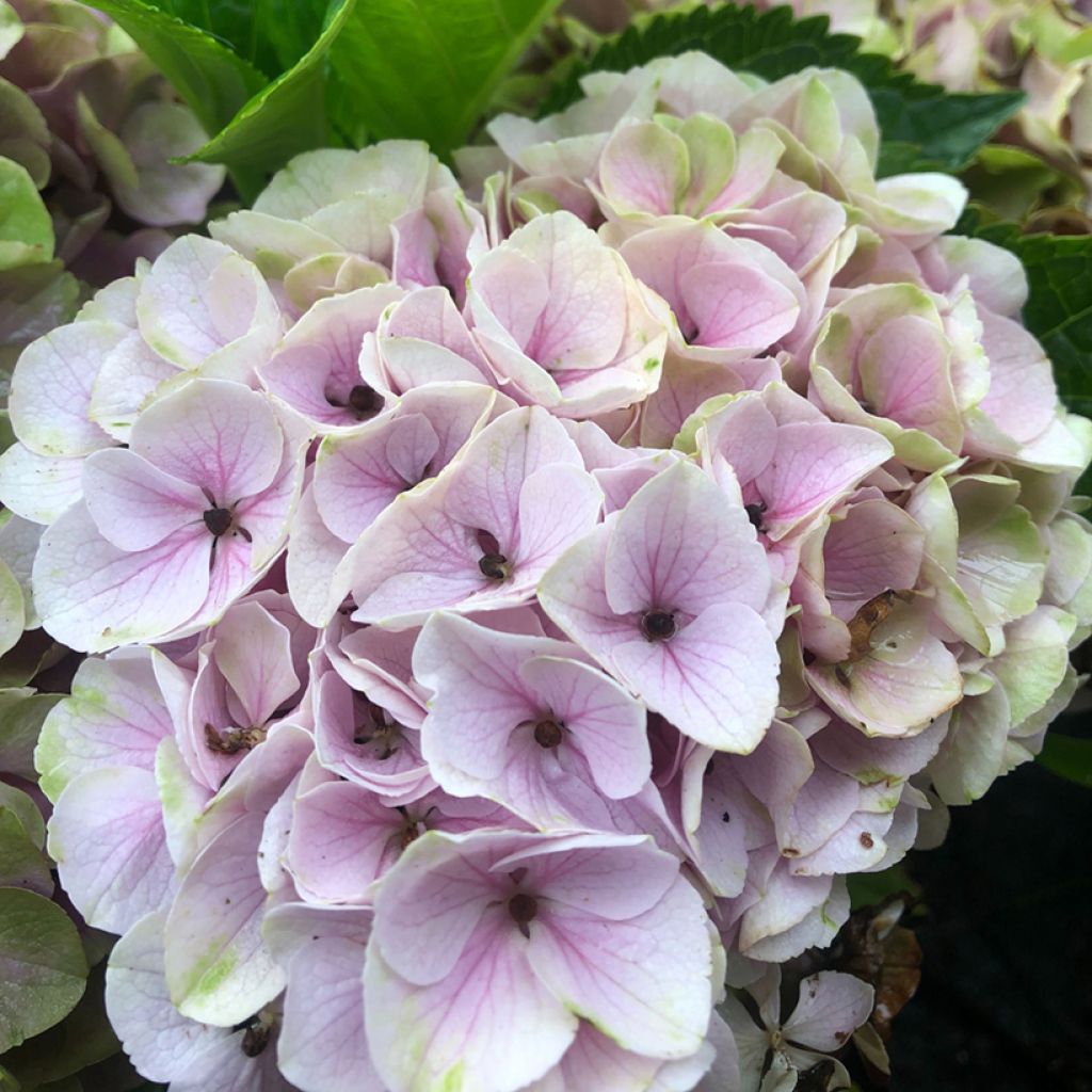 Hydrangea macrophylla Xian
