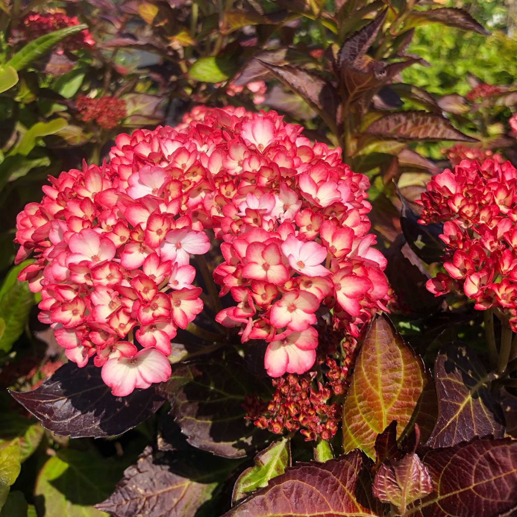 Hydrangea macrophylla Miraï