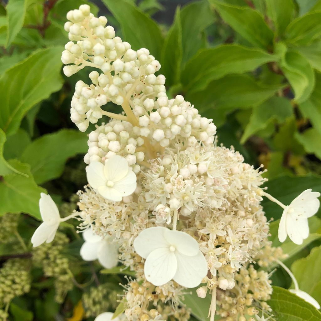 Hydrangea paniculata Kyushu