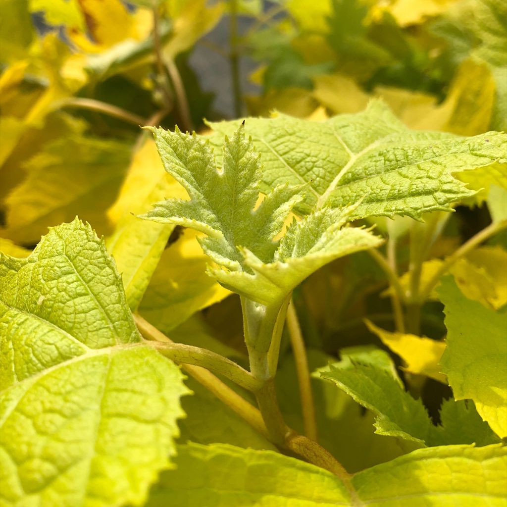 Hydrangea quercifolia Little Honey
