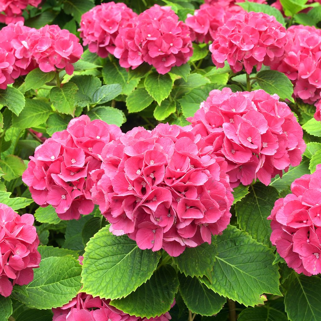 Hydrangea macrophylla Alpenglühen
