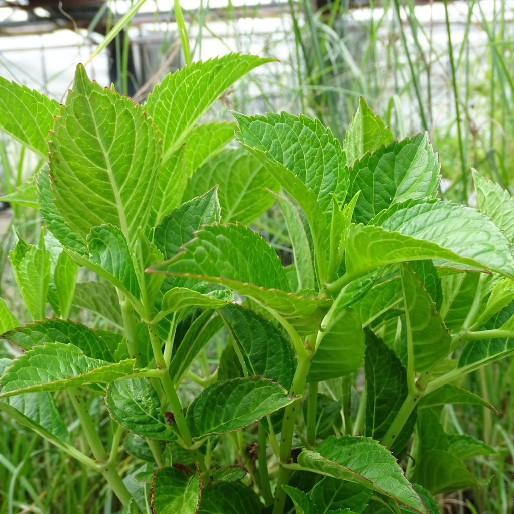 Hydrangea macrophylla Alpenglühen