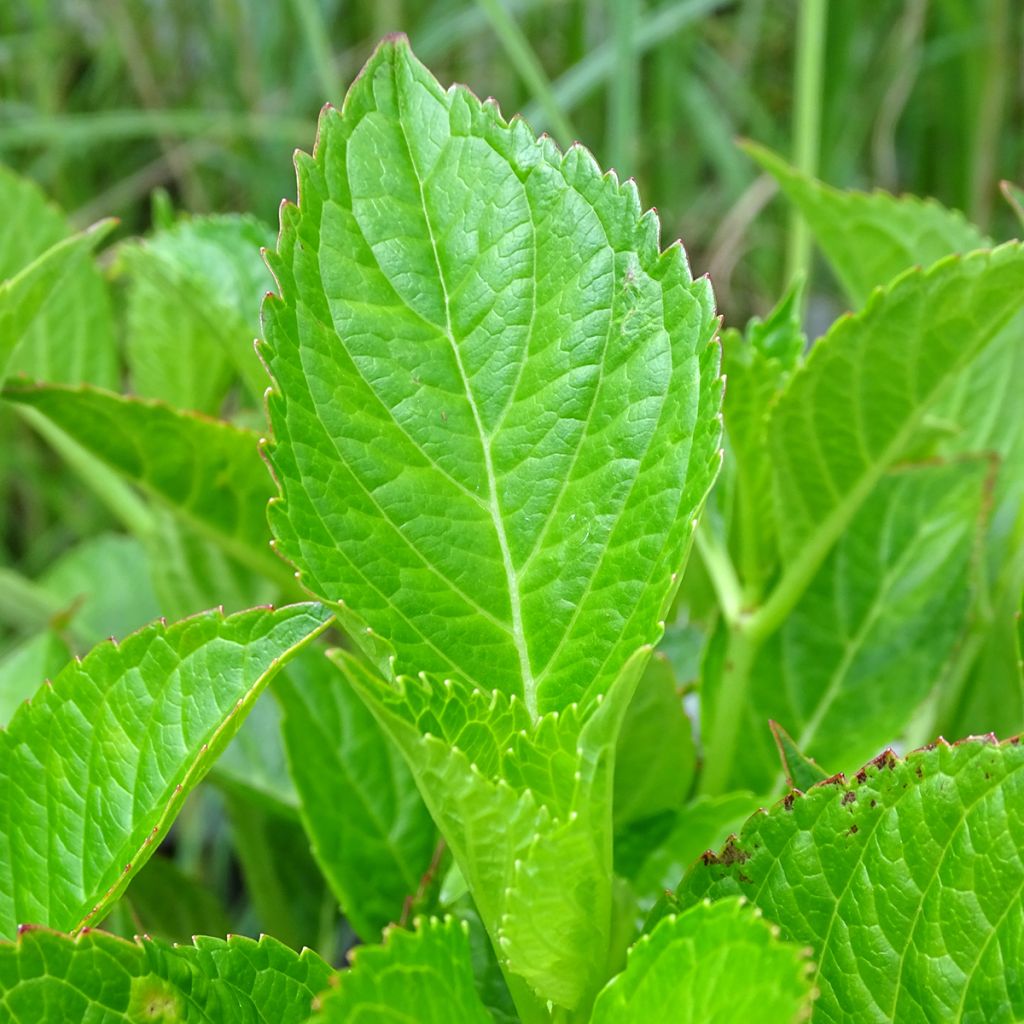 Hydrangea macrophylla Alpenglühen