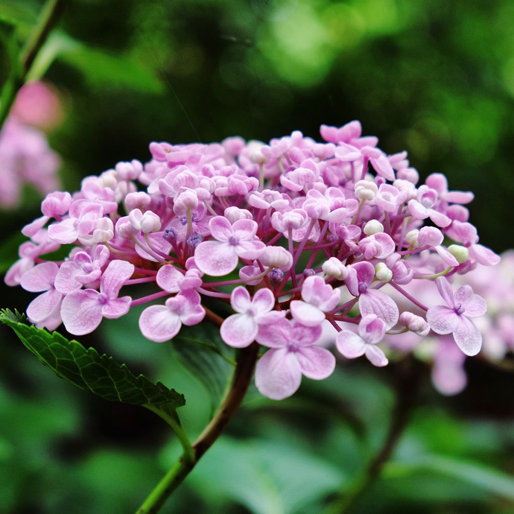 Hydrangea macrophylla Ayesha