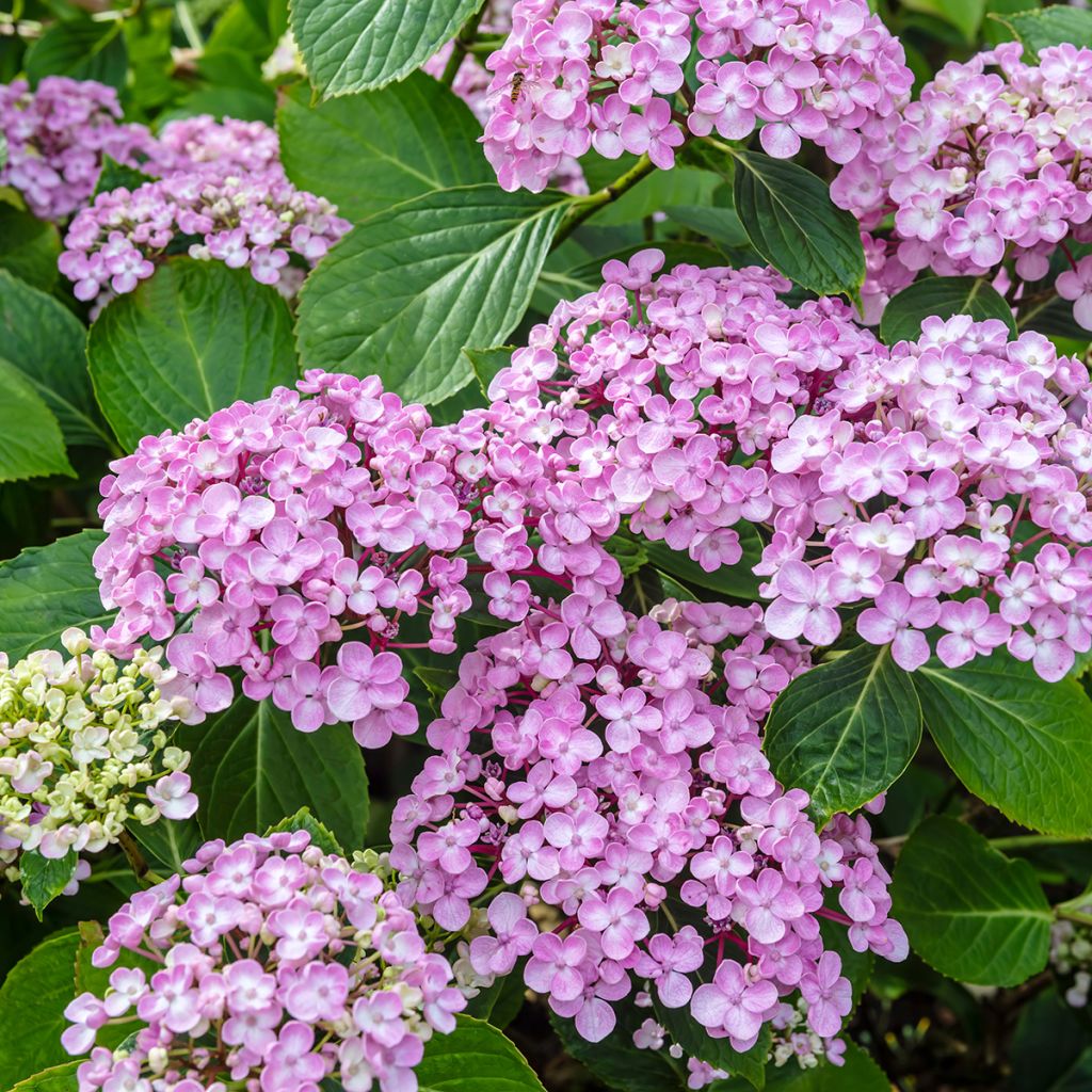 Hydrangea macrophylla Ayesha