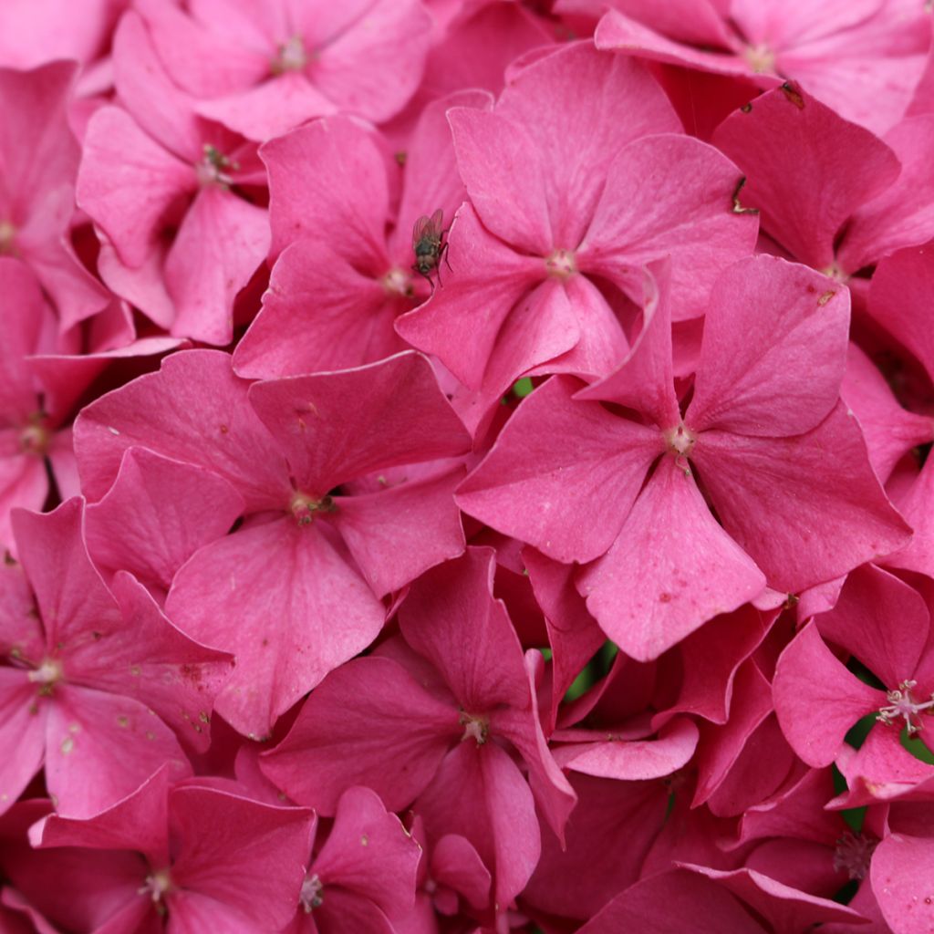 Hydrangea macrophylla King George V