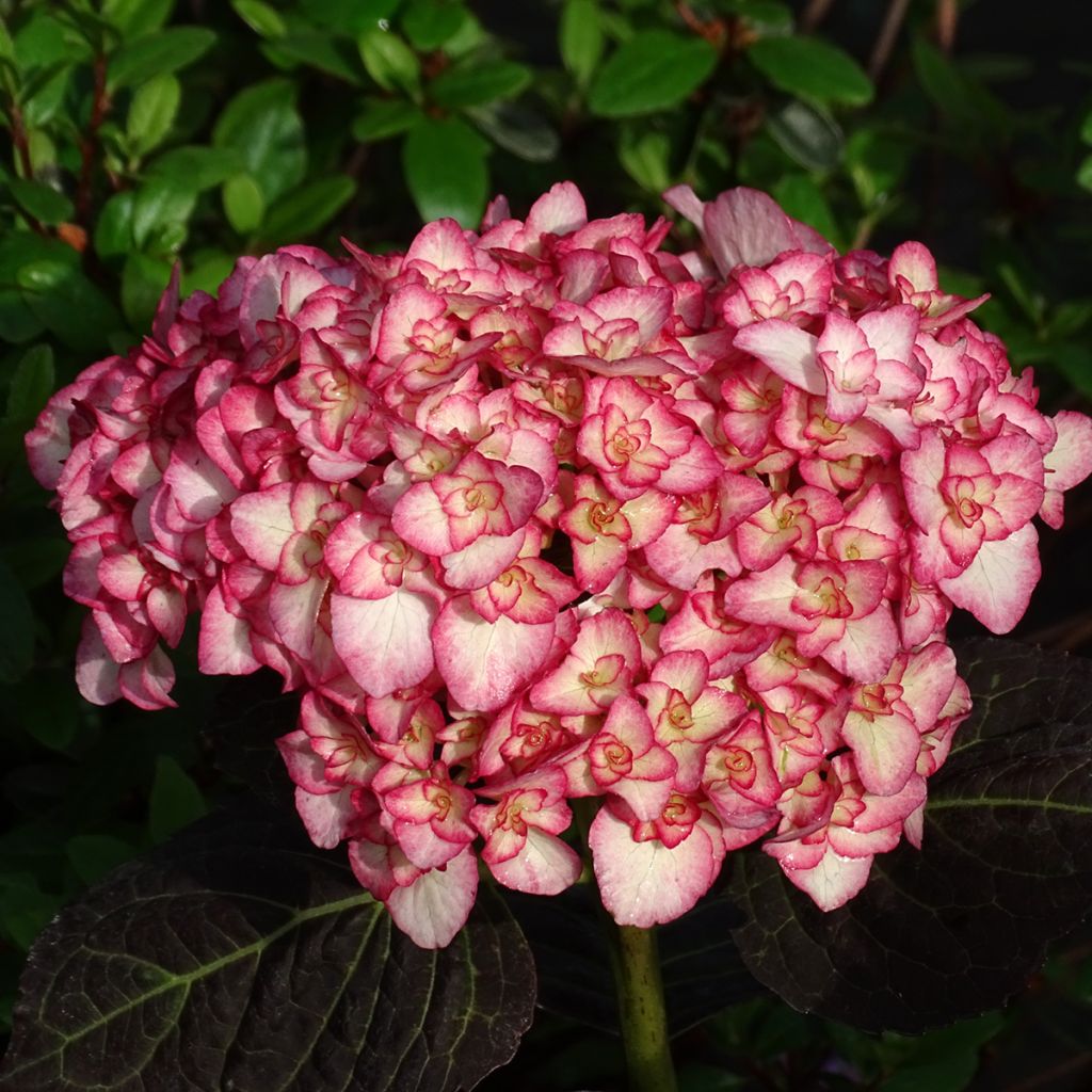 Hydrangea macrophylla Miss Saori