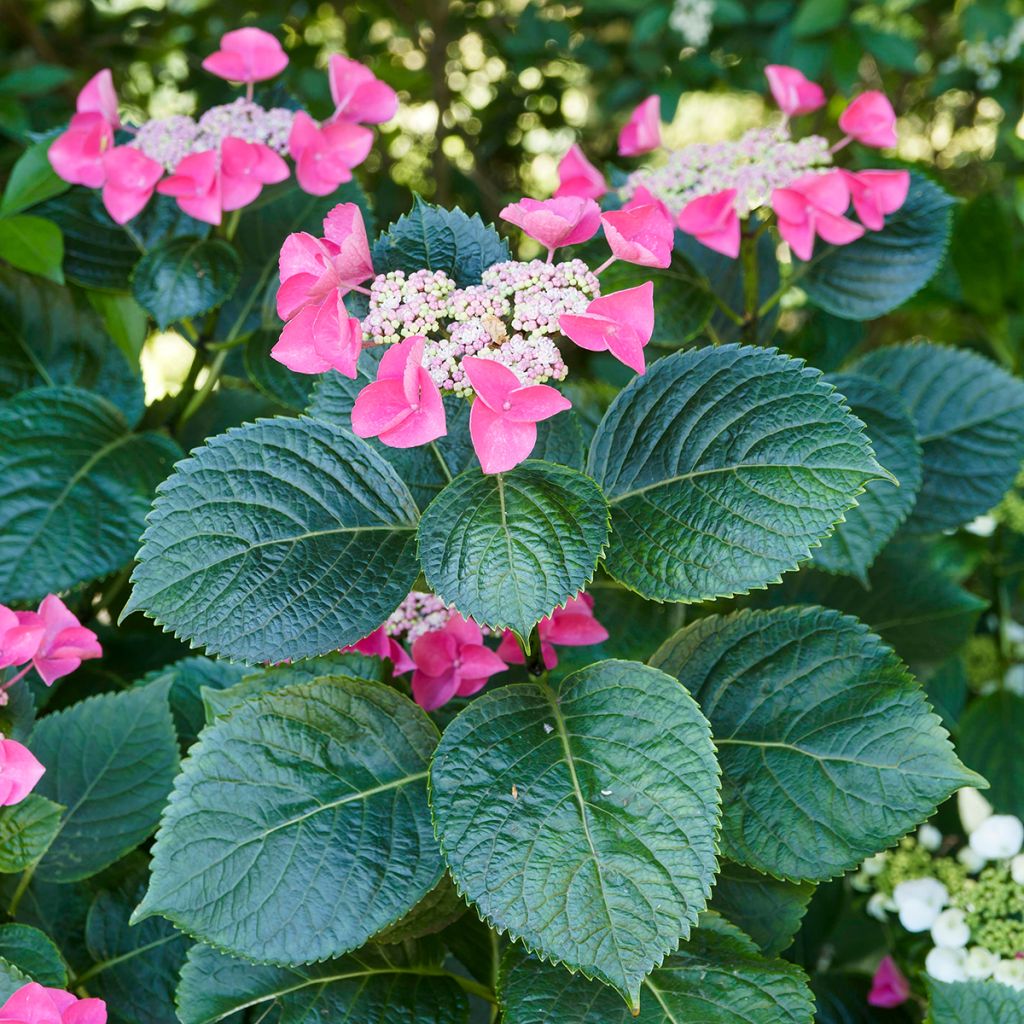 Hydrangea macrophylla Teller Red