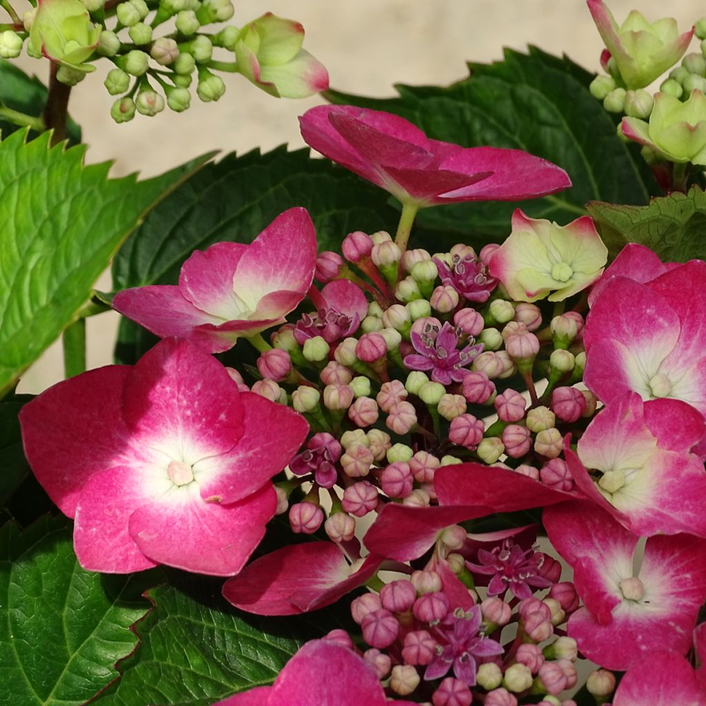 Hydrangea macrophylla Teller Red