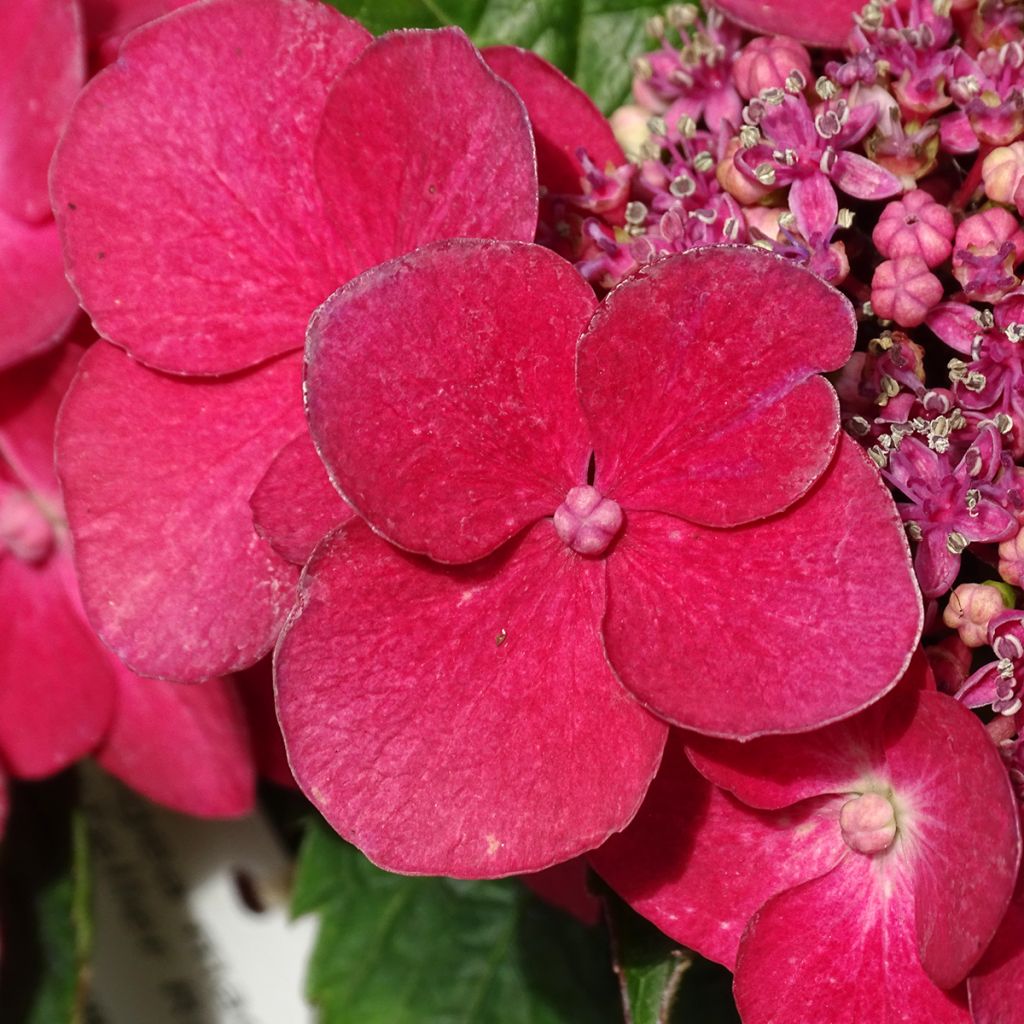 Hydrangea macrophylla Teller Red