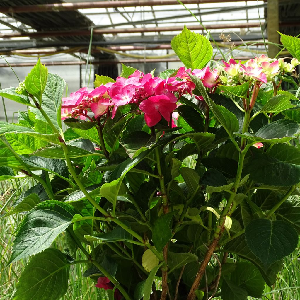 Hydrangea macrophylla Teller Red