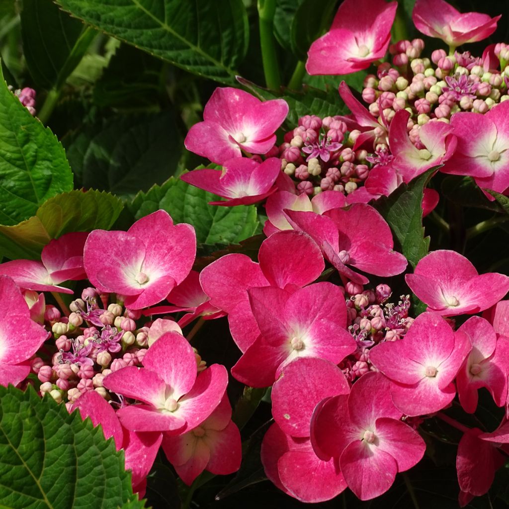 Hydrangea macrophylla Teller Red