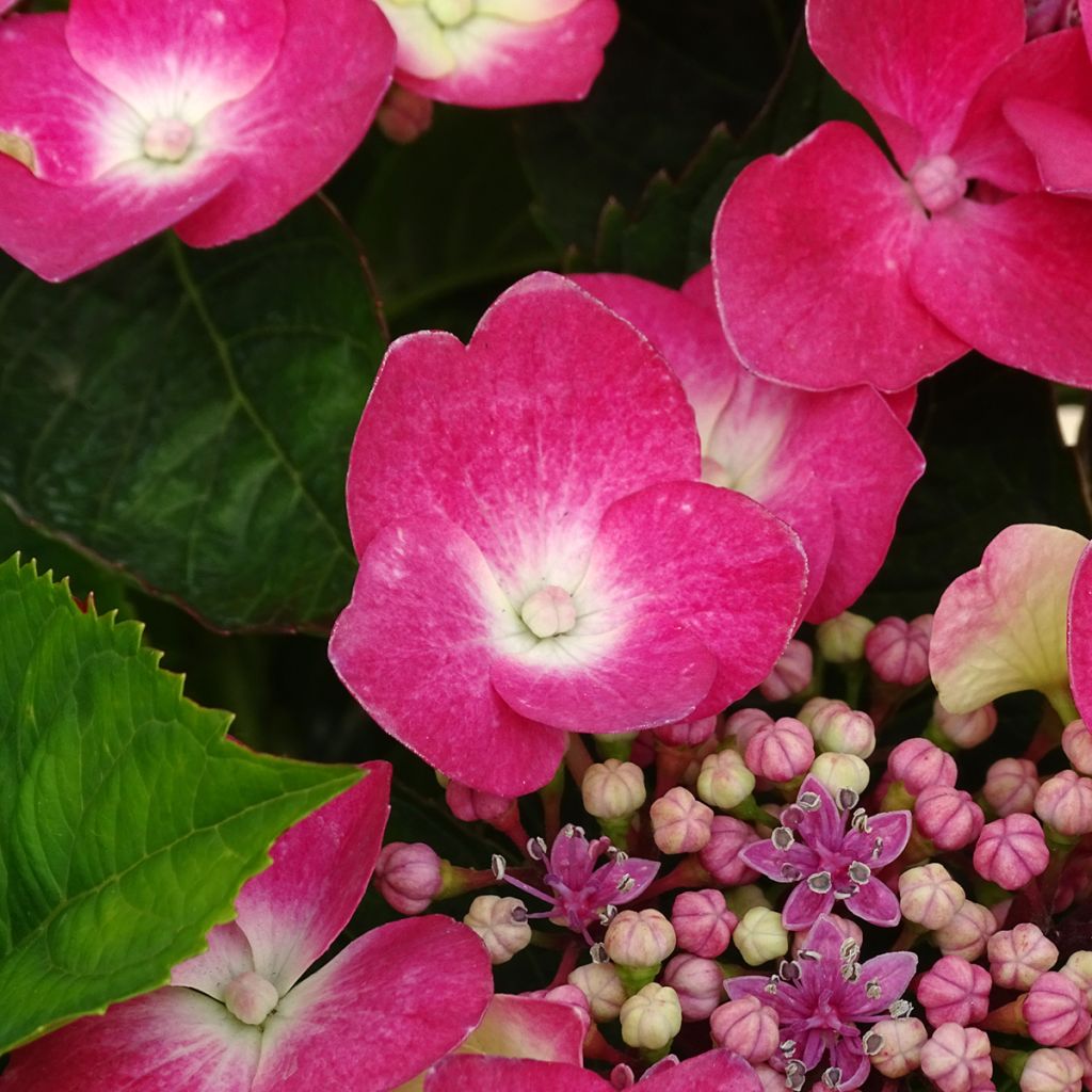 Hydrangea macrophylla Teller Red