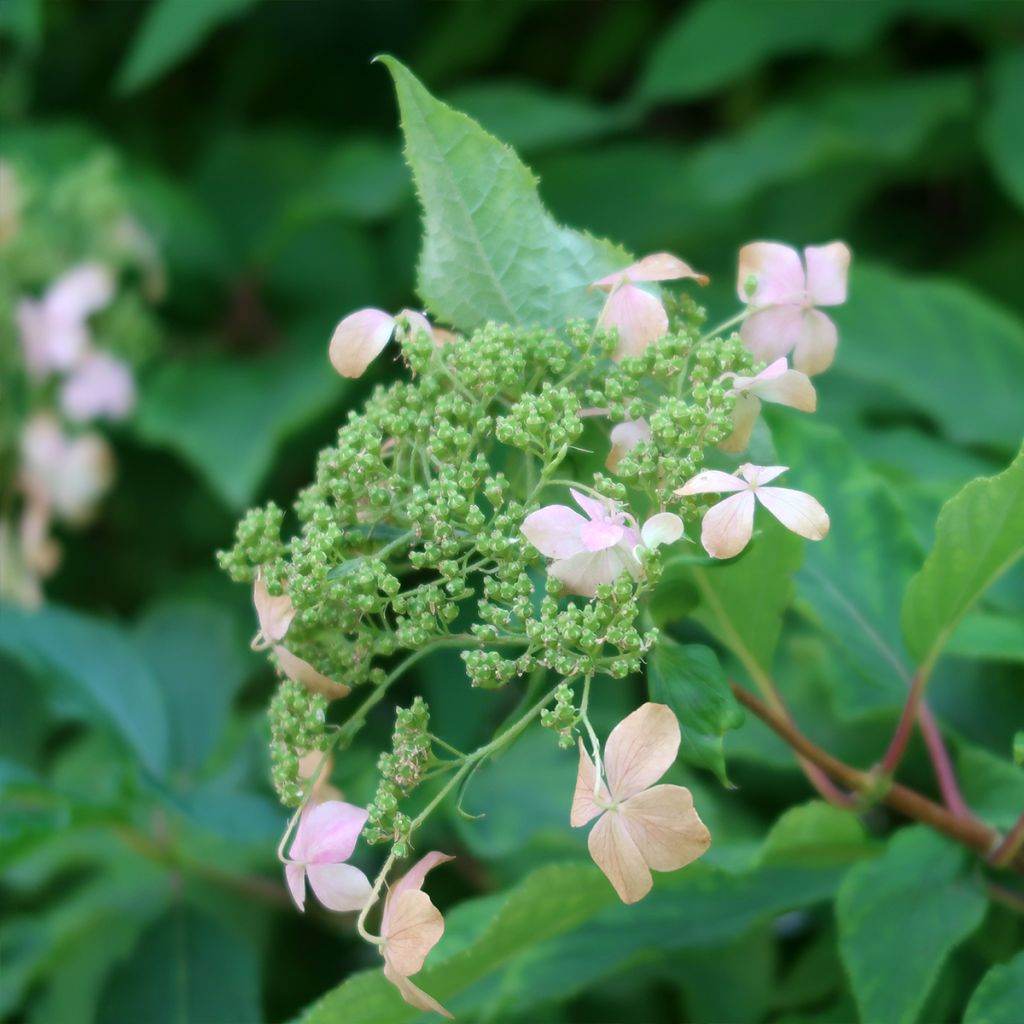 Hydrangea paniculata Dharuma