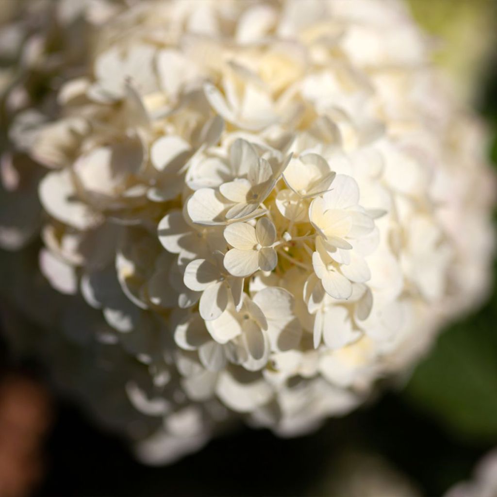 Hydrangea paniculata Polar Bear