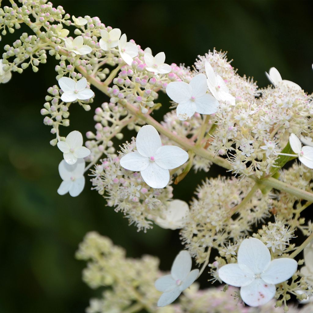 Hydrangea paniculata Tardiva