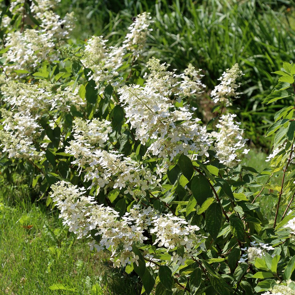 Hydrangea paniculata Tardiva