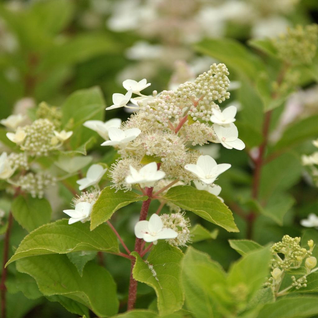 Hydrangea paniculata Tardiva