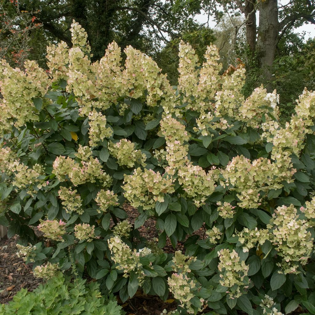 Hydrangea paniculata Tardiva