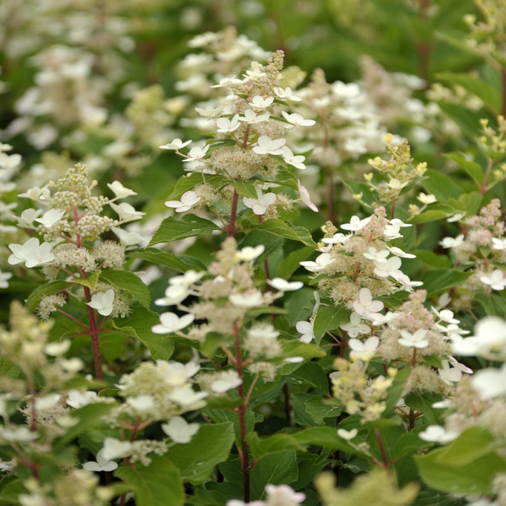 Hydrangea paniculata Tardiva