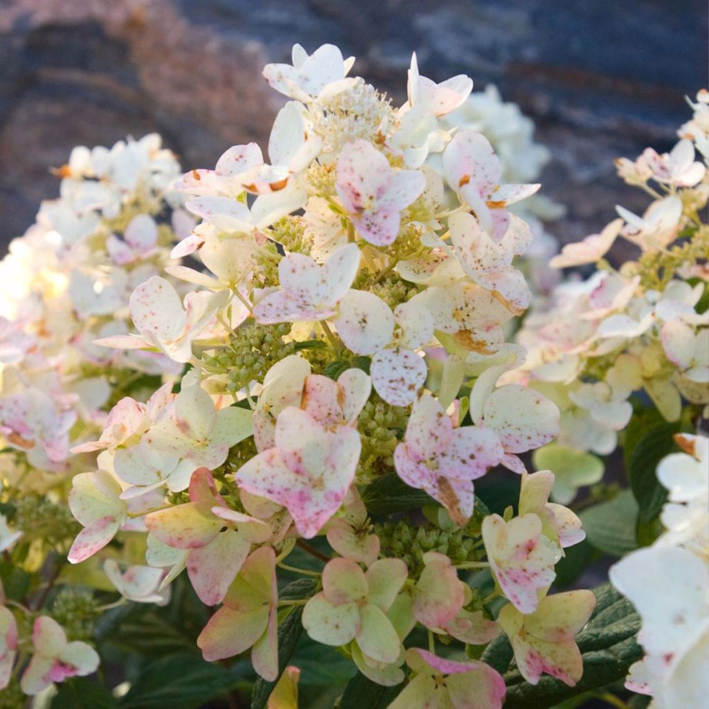Hydrangea paniculata Tickled Pink