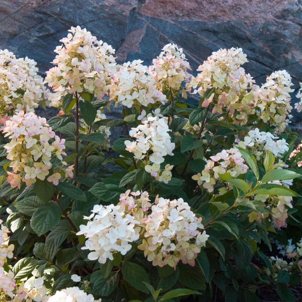 Hydrangea paniculata Tickled Pink