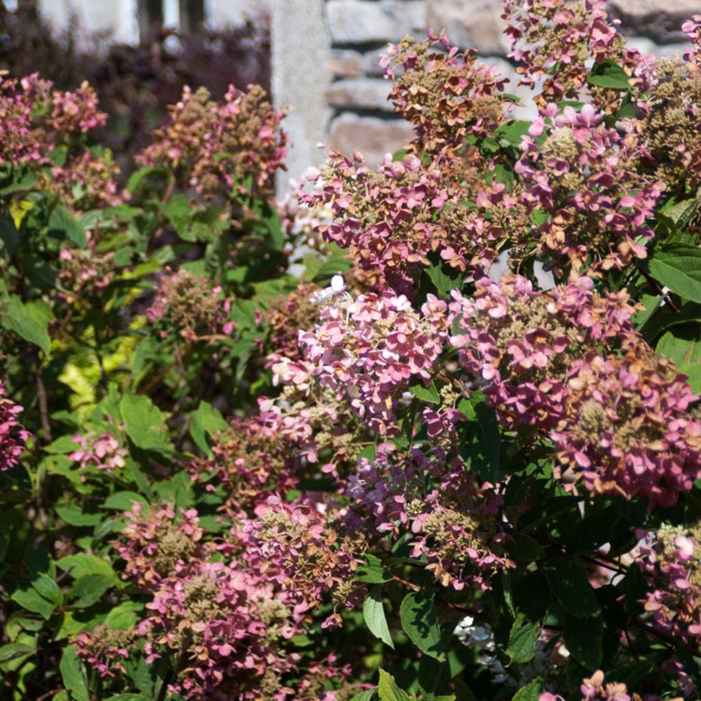 Hydrangea paniculata Tickled Pink