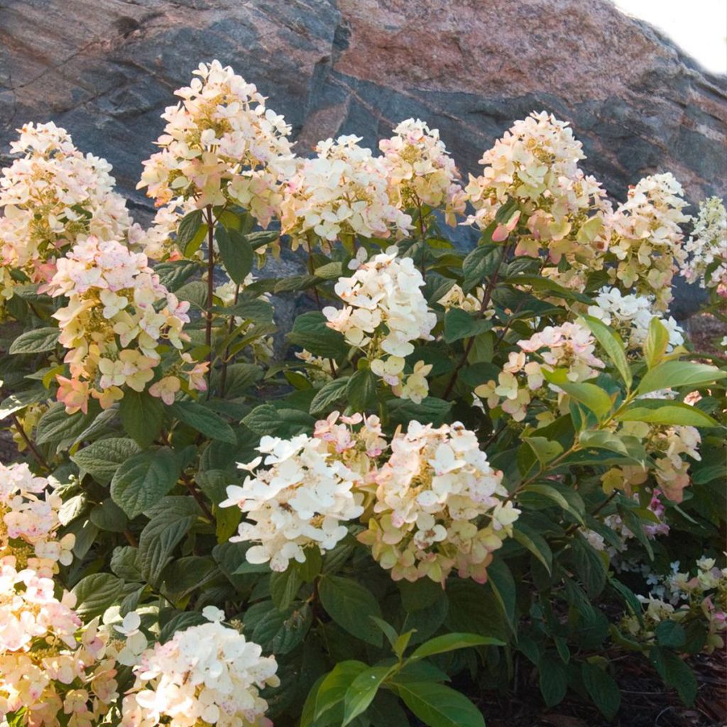 Hydrangea paniculata Tickled Pink